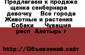 Предлагаем к продаже щенка сенбернара - девочку. - Все города Животные и растения » Собаки   . Чувашия респ.,Алатырь г.